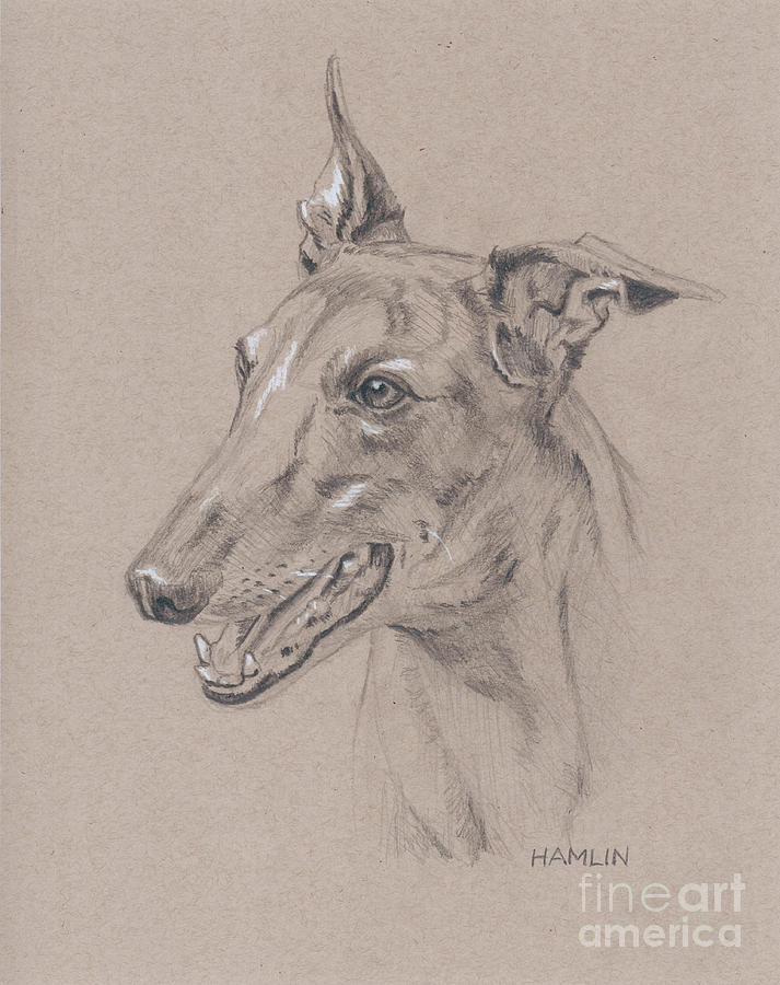 Greyhound - Sabel Painting by Steve Hamlin