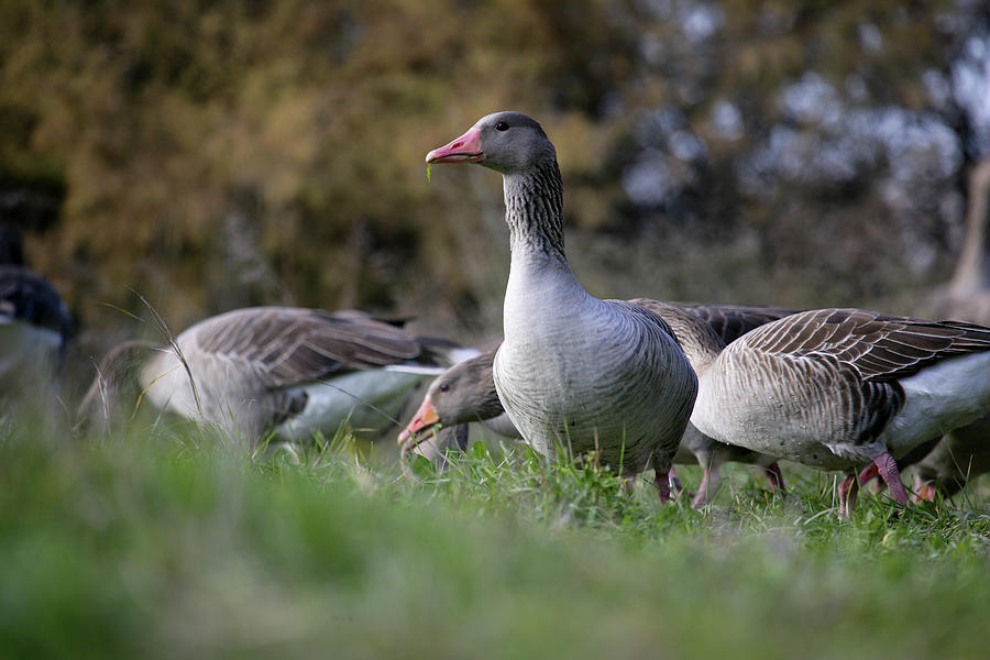 Nature Photograph - Greylag Goose Anser Anser #1 by David Santiago Garcia