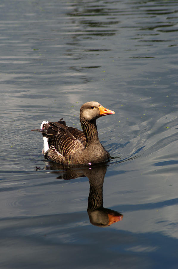 Greylag Goose #1 Photograph by Chris Day