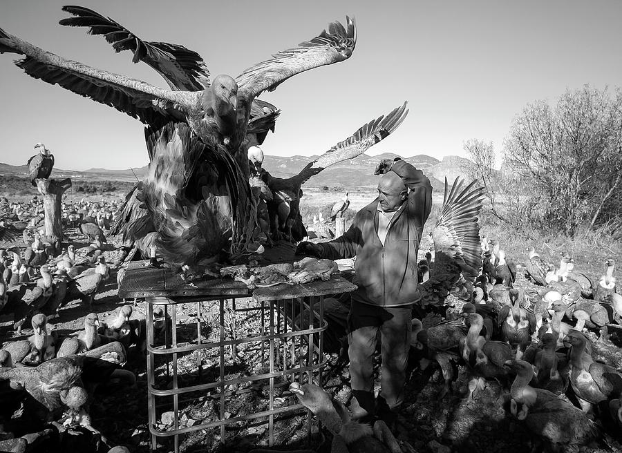 Vulture Photograph - Griffon Vulture Conservation #1 by Nicolas Reusens