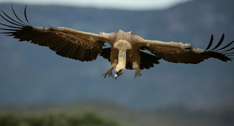 Vulture Photograph - Griffon Vulture Flying #1 by Nicolas Reusens