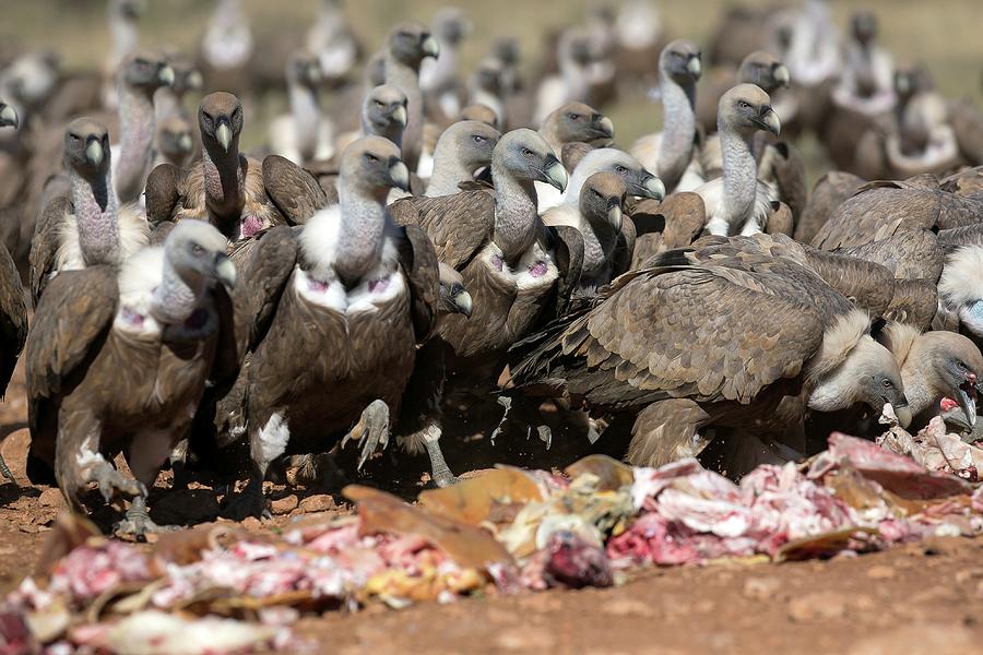 Vulture Photograph - Griffon Vultures Feeding #1 by Nicolas Reusens