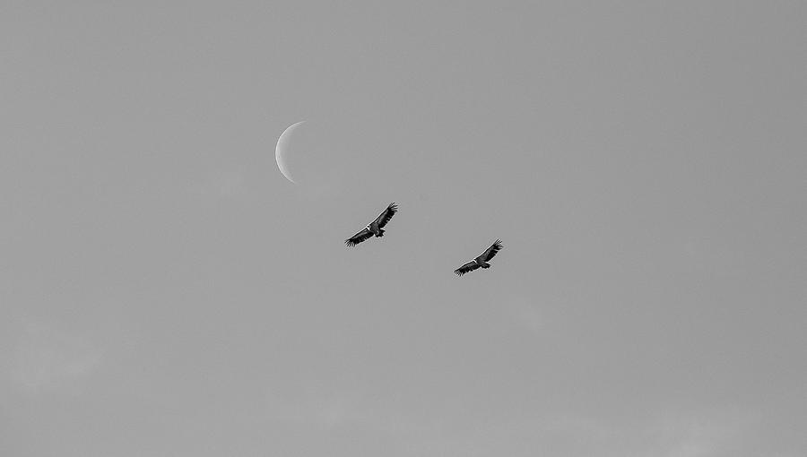 Vulture Photograph - Griffon Vultures Flying #1 by Nicolas Reusens