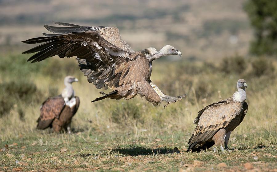 Vulture Photograph - Griffon Vultures #1 by Nicolas Reusens