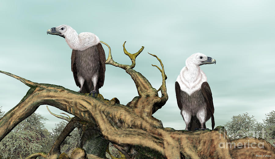 Griffon Vultures #1 Digital Art by Walter Colvin