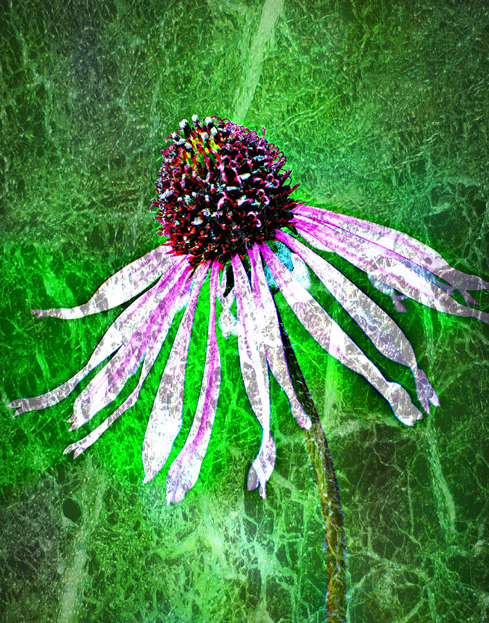 Gritty Coneflower #1 Photograph by Marty Koch