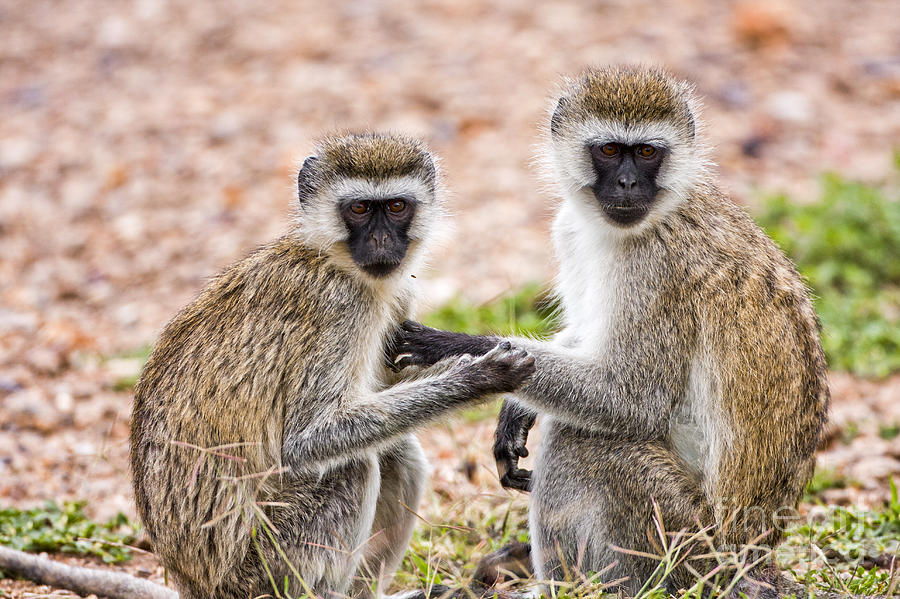 Grivet Monkey Chlorocebus Aethiops Photograph By Eyal Bartov - Pixels