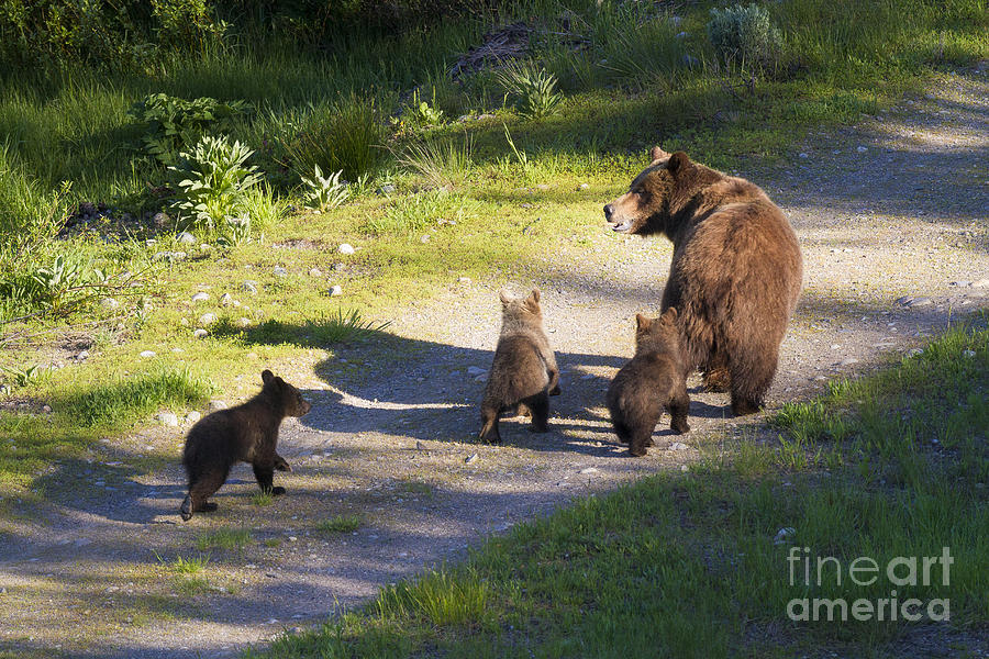 Grizzly Bear 399 And Cubs Photograph By Mike Cavaroc