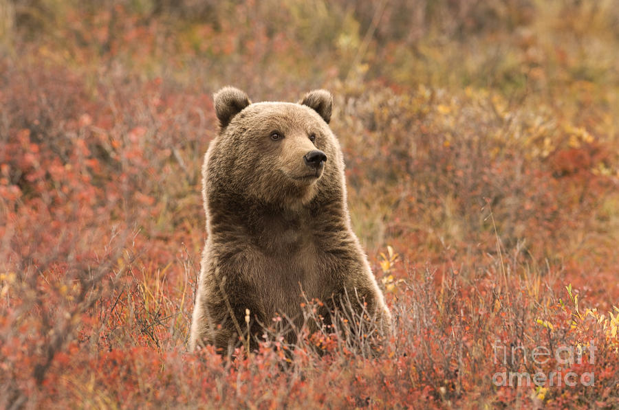 Grizzly Bear Cub #3 Photograph by Ron Sanford