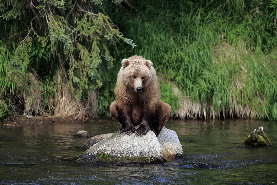 Grizzly Bear Fishing For Salmon Photograph by Jurgen and Christine Sohns