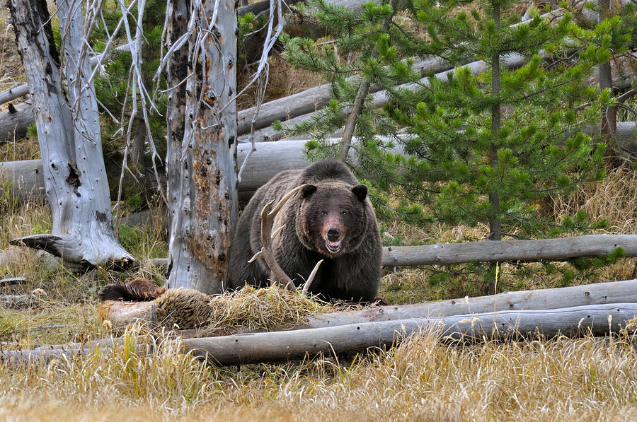 Grizzly Bear Guarding Kill #1 Photograph by Thomas And Pat Leeson