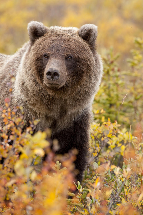 Bear Photograph - Grizzly Bear in Autumn #1 by Tim Grams
