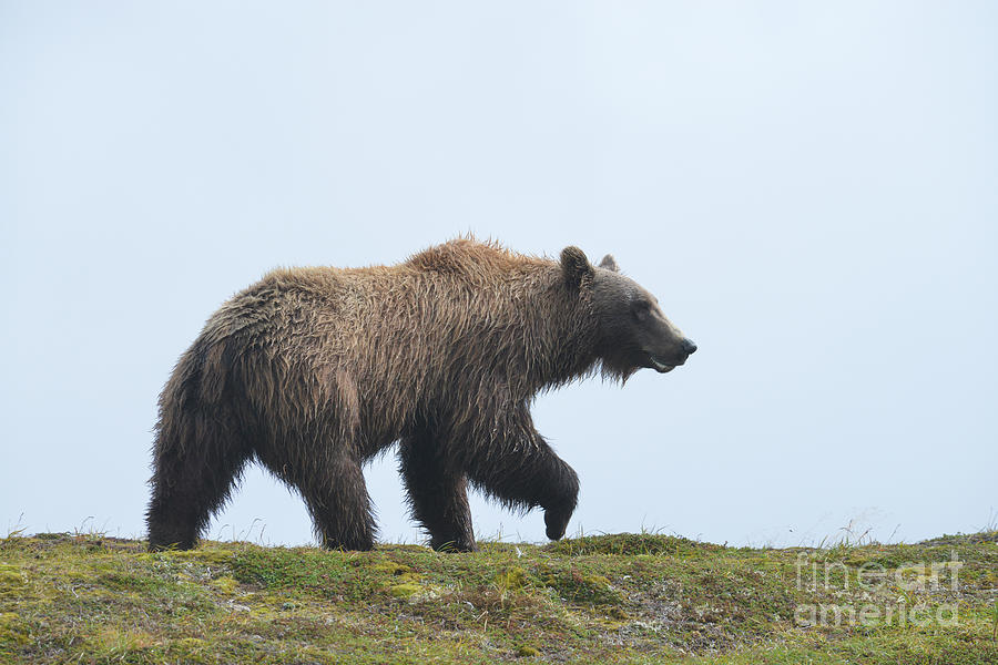brown bear Katmai Alaska Photograph by Dan Friend
