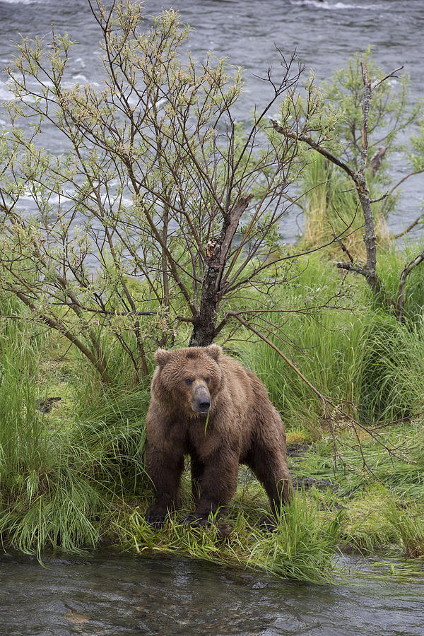 Grizzly Bear Male Scent Marking Tree #1 Photograph by Matthais Breiter