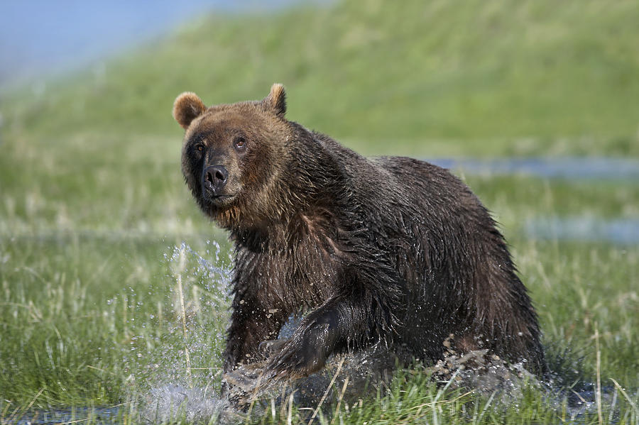 Grizzly Bear Running Through Water #1 Photograph by Tim Fitzharris