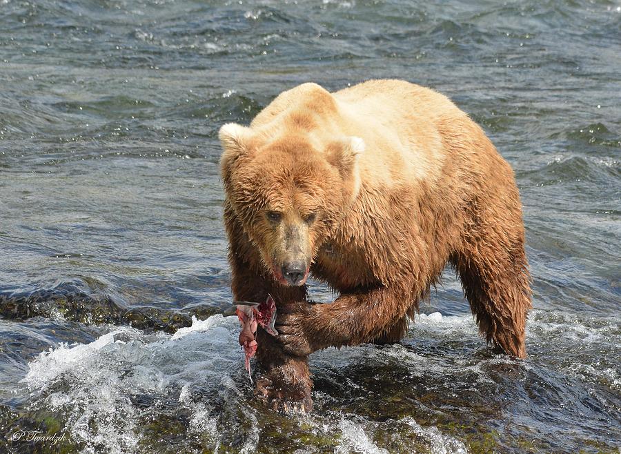 Grizzly Bear Salmon Fishing Photograph