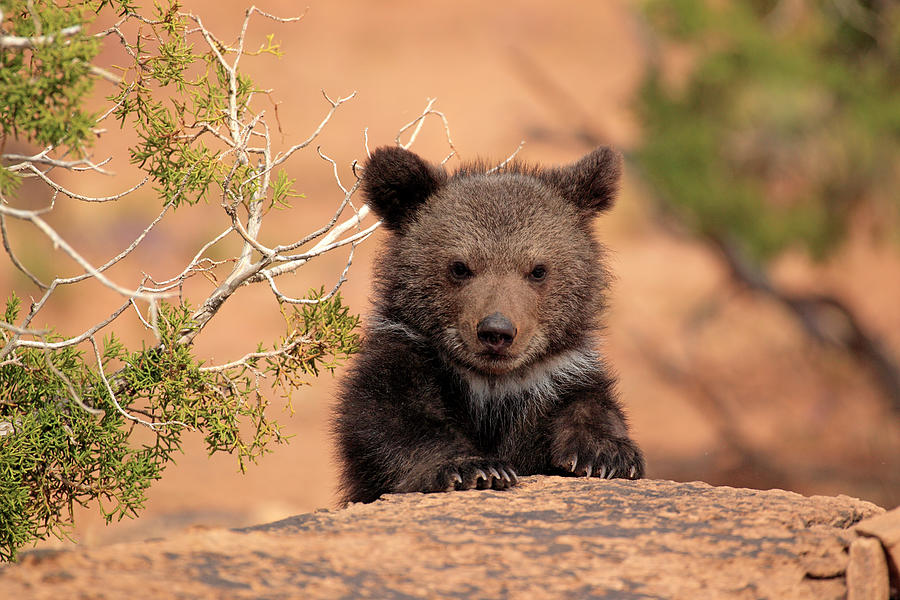 Grizzly Bear Photograph by Tier Und Naturfotografie J Und C Sohns