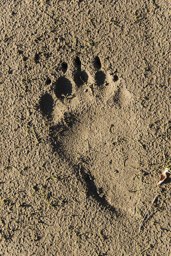 Grizzly Bear Tracks Paw Prints