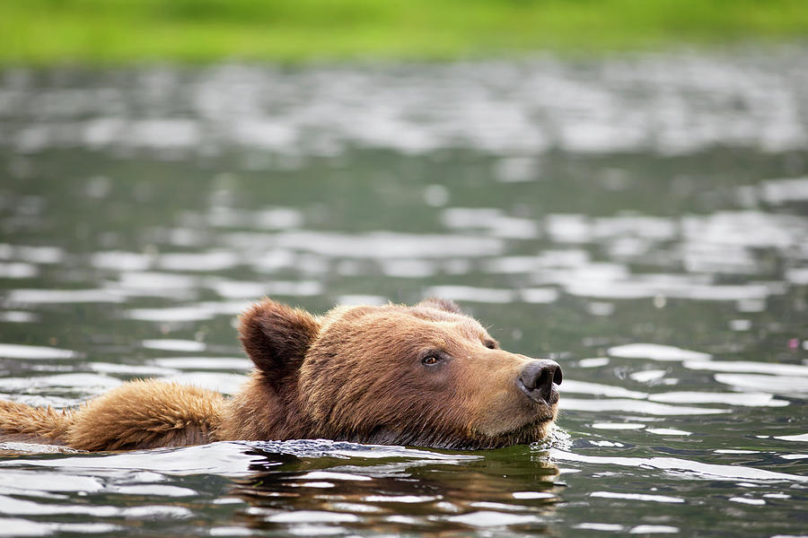Grizzly Bear Ursus Arctos Horribilis #1 Photograph by Richard Wear / Design Pics