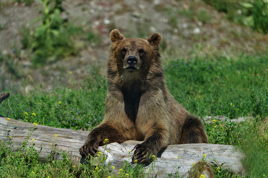 Grizzly Bear, Ursus Arctos #1 Photograph by Mark Newman