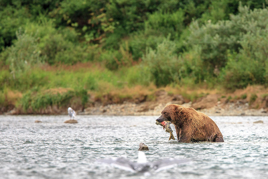 Fish Photograph - Grizzly Bears Also Called Brown Bears #1 by Tom Norring