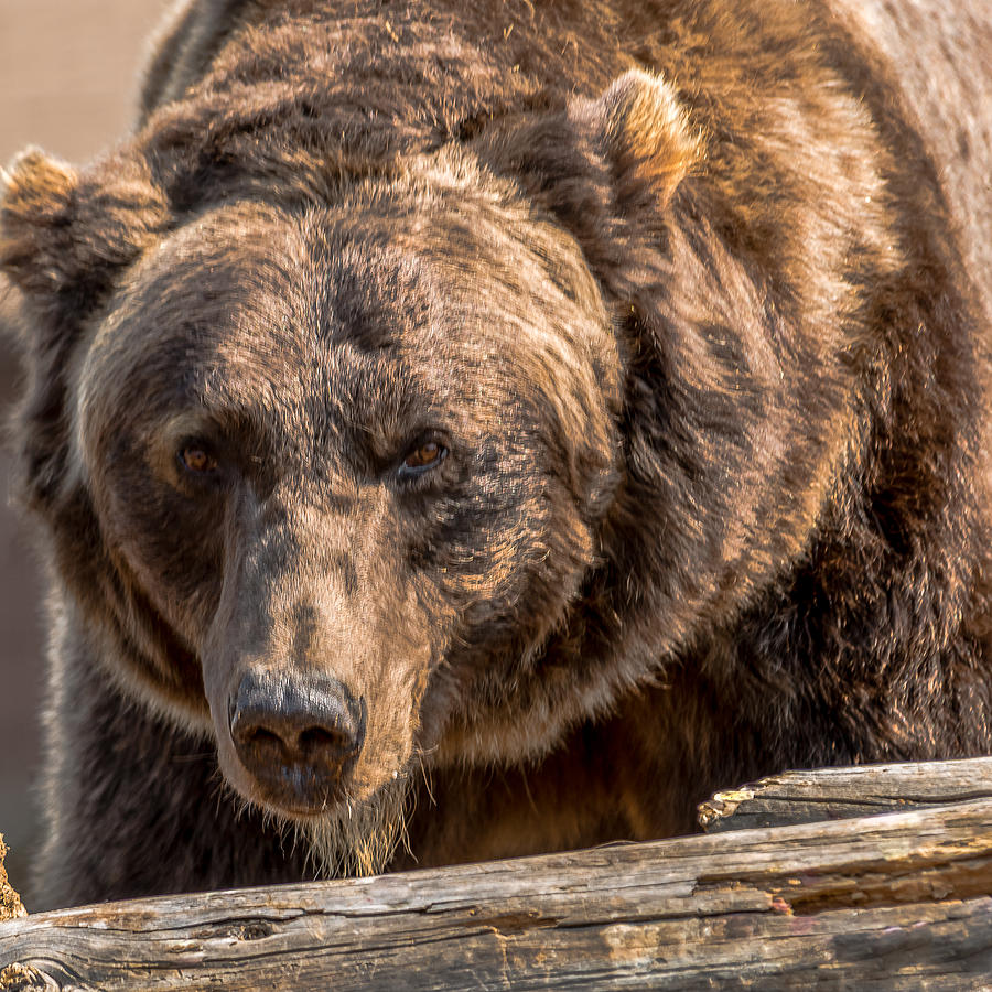Grizzly Focus Photograph by Yeates Photography