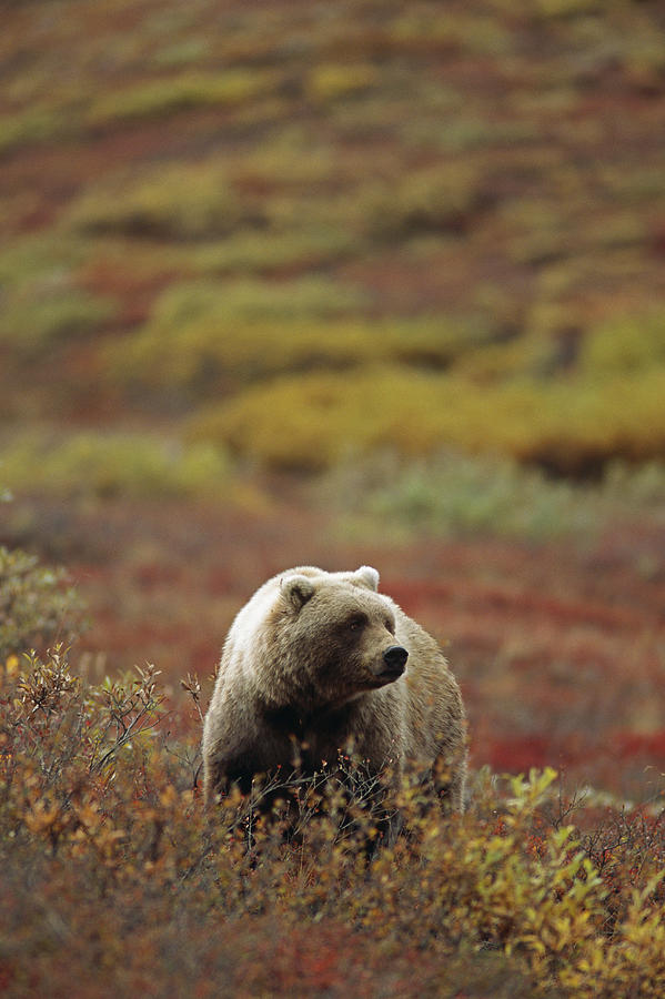 Denali National Park Photograph - Grizzly On Autumn Tundra Highway Pass #1 by Bill Watkins