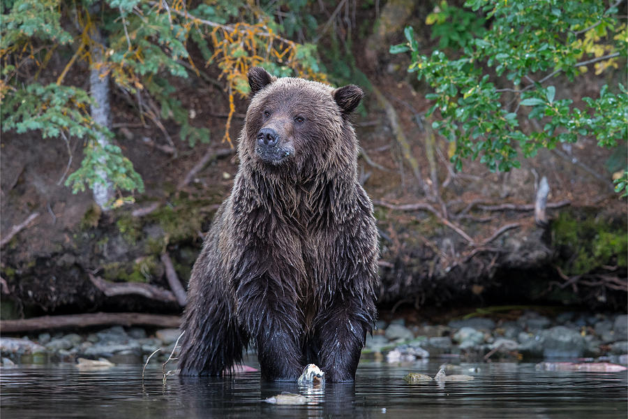 Grizzly Pose Photograph by Tony Dathan - Fine Art America
