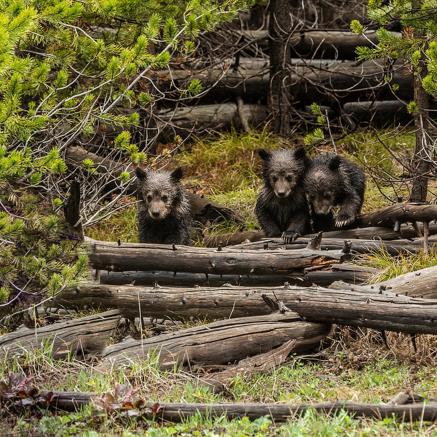 Grizzly Triplets After Rain Photograph by Yeates Photography