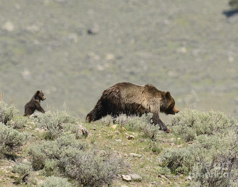 Grizzly with Cub #1 Photograph by Dennis Hammer
