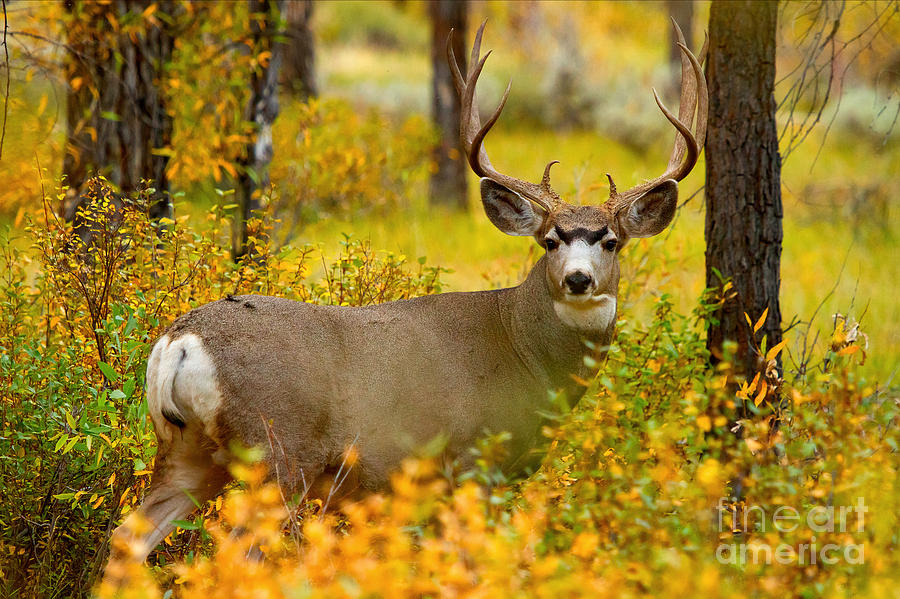 Gros Ventre Buck Photograph by Aaron Whittemore
