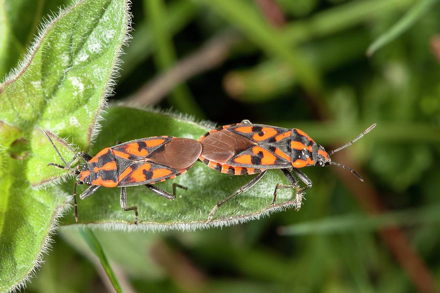 Ground Bugs Mating Photograph By Bob Gibbons 4089