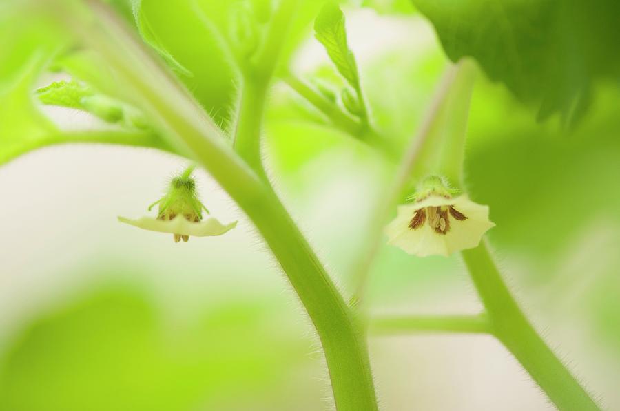 Ground-cherry (physalis Pubescens aunt Mollys) In Flower #1 Photograph by Maria Mosolova/science Photo Library