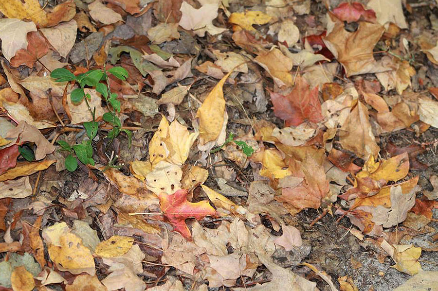 Autumn Leaf Forest Carpet Photograph by Lois Tomaszewski