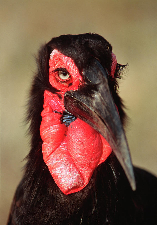 Wildlife Photograph - Ground Hornbill #1 by Tony Camacho/science Photo Library