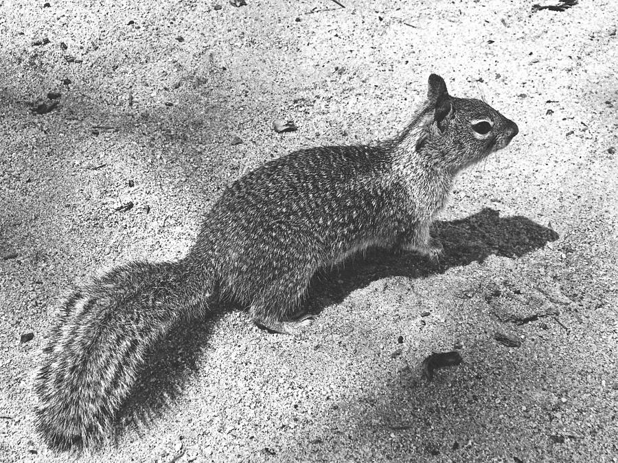 Ground Squirrel #1 Photograph by Frank Wilson