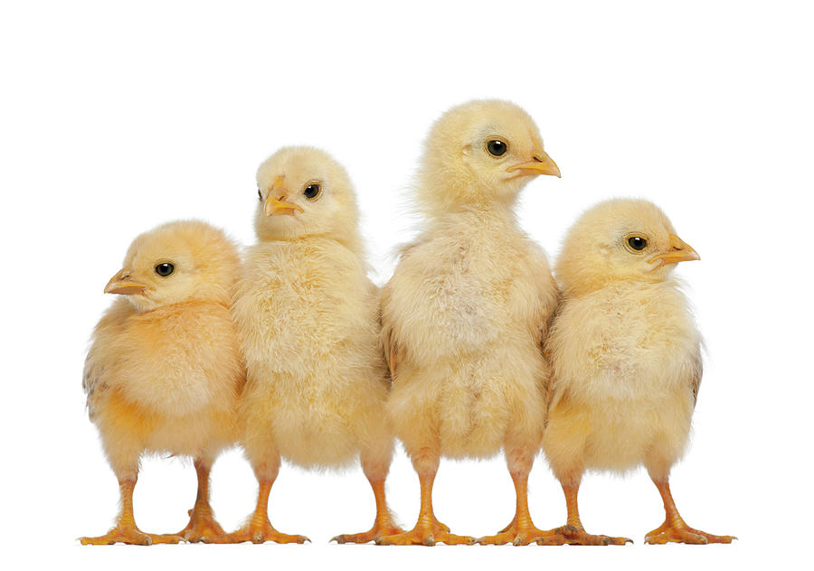 Group Of Chicks Photograph by Life On White Group Of Chicks Photograph by Life On White