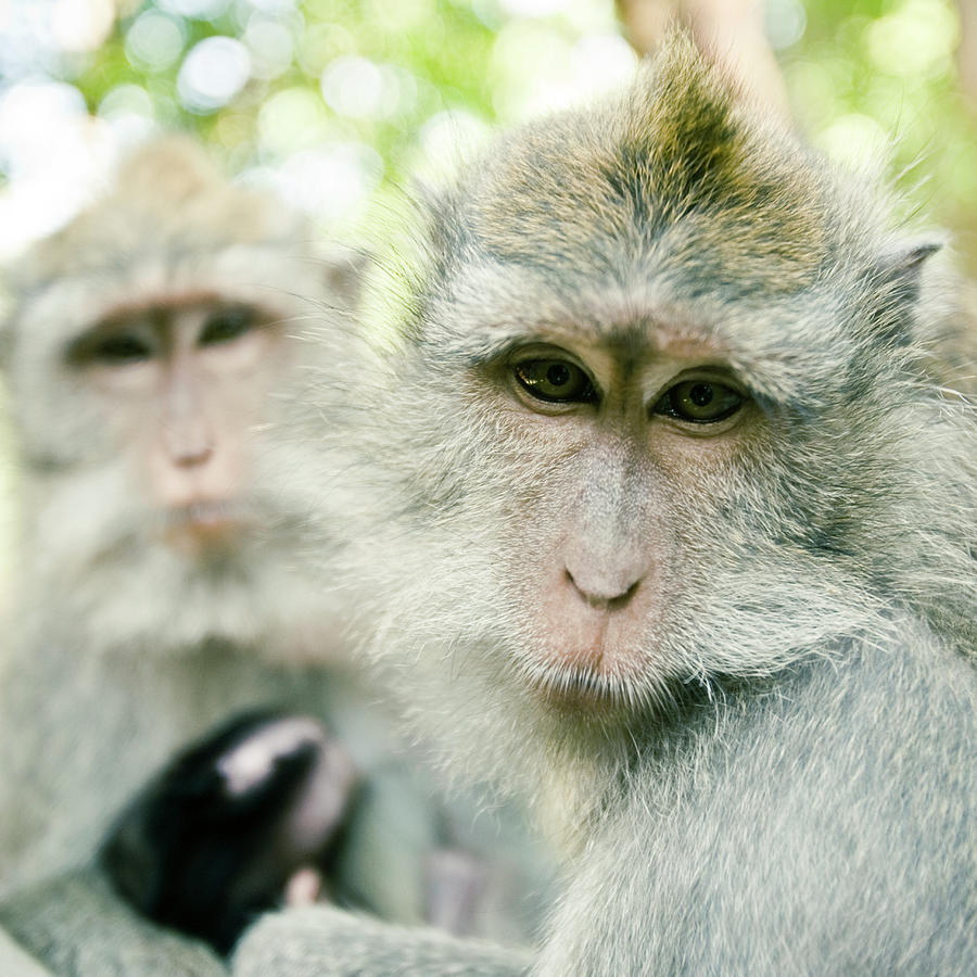 Group Of Monkeys With Baby Photograph by Jen Judge - Fine Art America