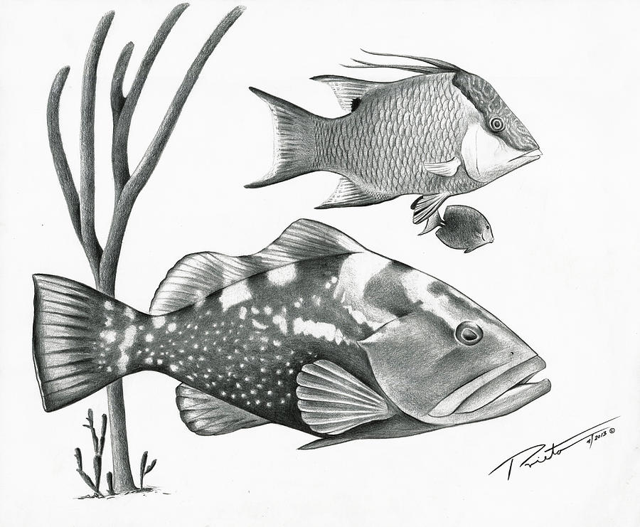 Goliath Grouper Drawing