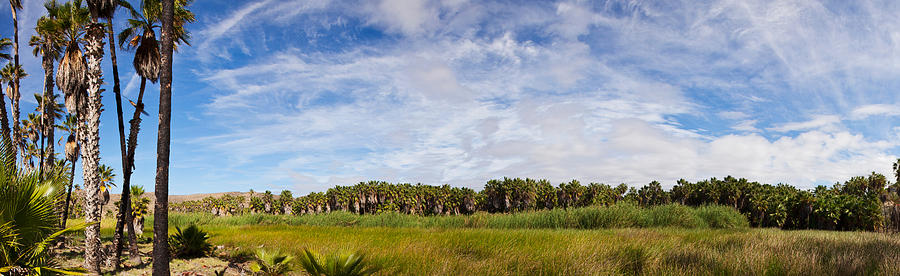 Nature Photograph - Grove Of Mexican Fan Palm Washingtonia #1 by Panoramic Images