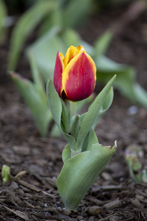 Tulip Photograph - Growing #1 by Jatin Thakkar