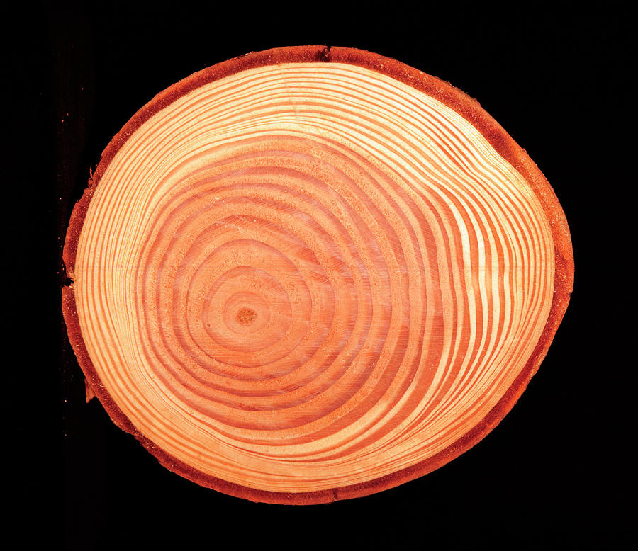 Growth Rings Of Larch Tree #1 Photograph by Maurice Nimmo/science Photo Library