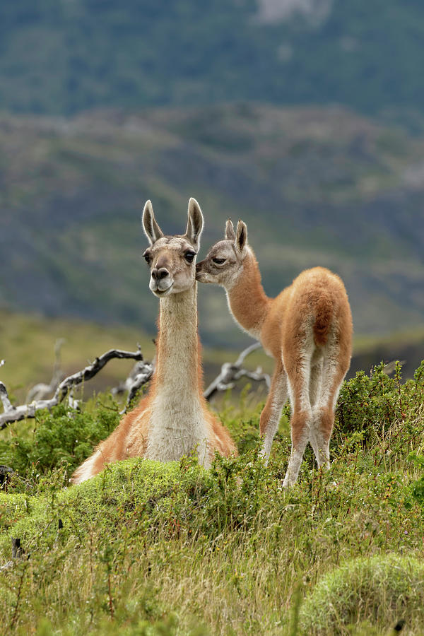 Guanaco And Baby, Andes Mountain Photograph by Adam Jones | Fine Art