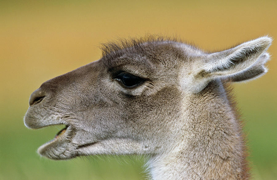Torres Del Paine National Park Photograph - Guanaco (lama Guanicoe #1 by Martin Zwick