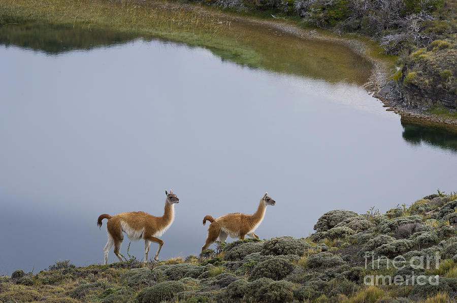 Guanacos In Chile #1 Photograph by John Shaw - Pixels