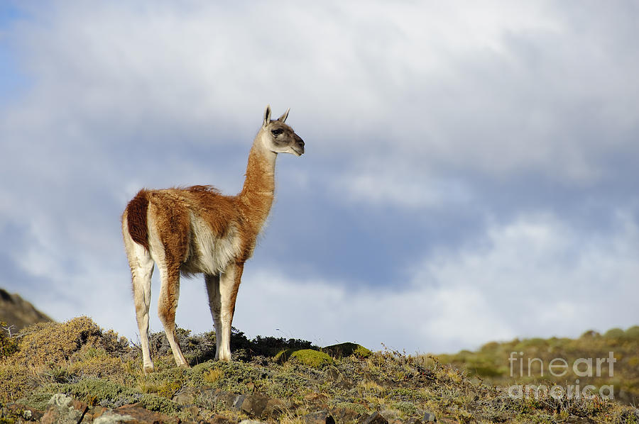 Guanacos In Chilean National Park #1 Photograph by John Shaw