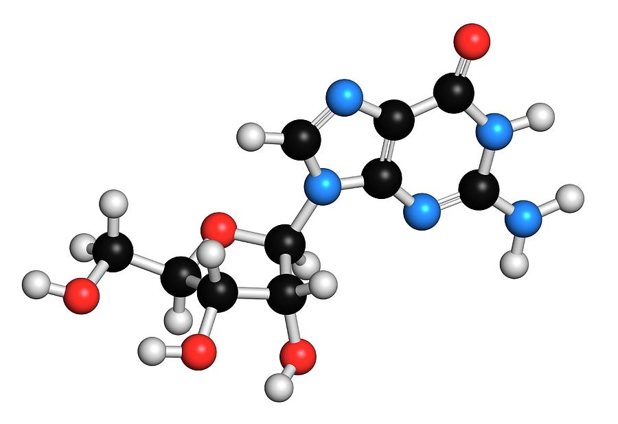 Guanosine Purine Nucleoside Molecule #1 Photograph by Molekuul
