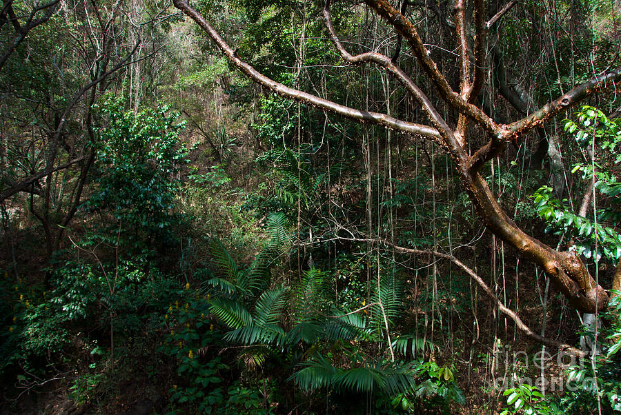 Jungle Photograph - Guatemalan Jungle #1 by Mark Newman