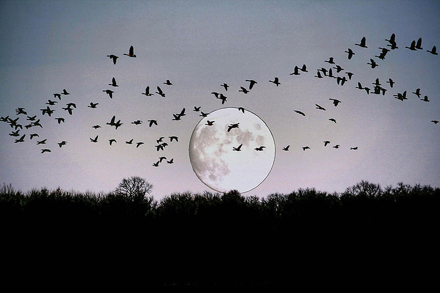 Guided by the Moon #1 Photograph by Larry Trupp