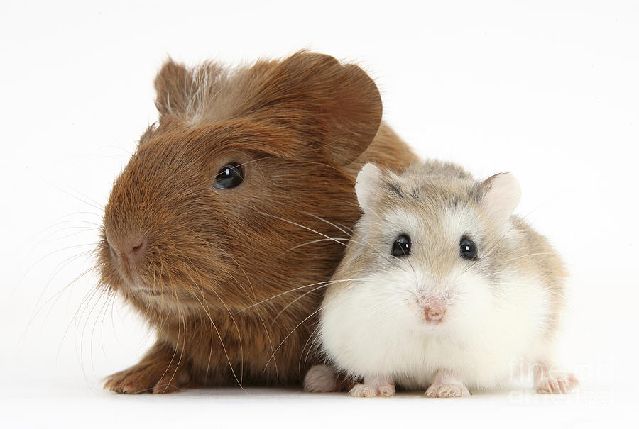 Guinea Pig And Hamster #1 Photograph by Mark Taylor
